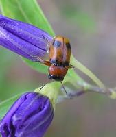 Coptocephala unifasciata destinoi