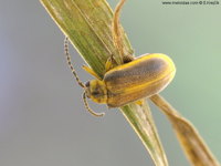 Galerucella lineola