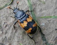 Nicrophorus vespillo