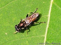 Xylota segnis
