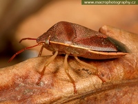 Piezodorus lituratus