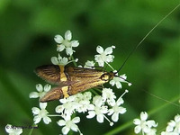 Nemophora degeerella