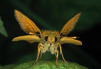 Thymelicus lineola - Essex Skipper