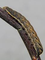 Xestia c-nigrum - Setaceous Hebrew Character