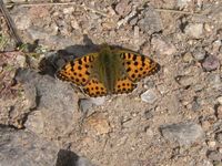 Issoria lathonia - Queen of Spain Fritillary