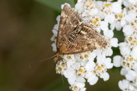 Pyrausta despicata
