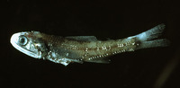 Notoscopelus elongatus, :