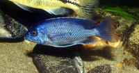 Copadichromis borleyi, Haplochromis borleyi redfin: aquarium