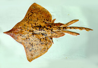 Raja rhina, Longnose skate: fisheries