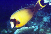 Acanthurus pyroferus, Chocolate surgeonfish: fisheries, aquarium