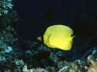 Chaetodon rafflesii, Latticed butterflyfish: fisheries, aquarium