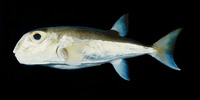 Lagocephalus lunaris, Green rough-backed puffer: