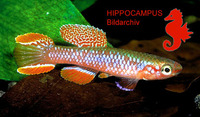 Aphyosemion fulgens, : aquarium