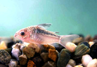 Corydoras elegans, Elegant corydoras: aquarium