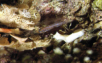 Corcyrogobius liechtensteini, Liechtenstein's goby: