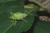 Cyrtaspis scutata