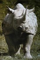 Image of: Diceros bicornis (black rhinoceros)