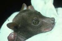 Image of: Harpyionycteris whiteheadi (harpy fruit bat)