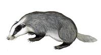 Image of: Meles meles (Eurasian badger)