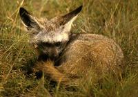 Image of: Otocyon megalotis (bat-eared fox)