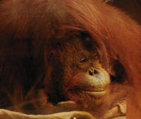 Image of: Pongo abelii (Sumatran orangutan)