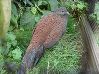 Polyplectron inopinatum - Mountain Peacock-Pheasant