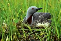 Gavia stellata - Red-throated Diver