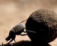 Image of: Scarabaeidae (scarab beetles)