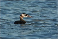 Podiceps cristatus - Great Crested Grebe