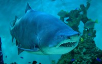 Carcharias taurus - Blue-nurse Sand Tiger