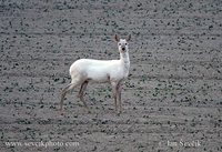 Capreolus capreolus - European Roe Deer