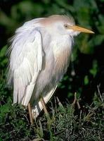 Image of: Bubulcus ibis (cattle egret)