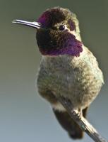 Image of: Calypte anna (Anna's hummingbird)