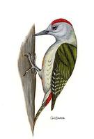 Image of: Dendropicos goertae (grey woodpecker)