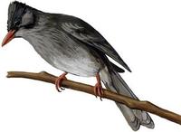 Image of: Hypsipetes leucocephalus (black bulbul)