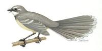 Image of: Rhipidura albiscapa (grey fantail)