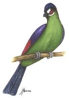 Image of: Tauraco hartlaubi (Hartlaub's turaco)