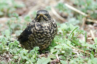 Image of: Turdus kessleri (Kessler's thrush)