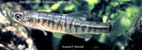 Image of: Fundulus diaphanus (banded killifish)