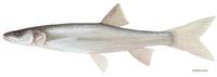 Image of: Ptychocheilus lucius (Colorado pikeminnow)