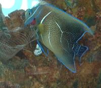Pomacanthus semicirculatus - Half-circled Angelfish