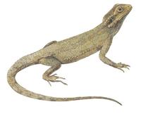 Image of: Pogona minor