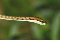 Oxybelis aeneus - Brown Vine Snake