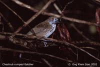 Chestnut-rumped Babbler - Stachyris maculata