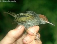 Grey-backed Tailorbird - Orthotomus derbianus