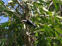 Sulawesi Myna - Basilornis celebensis