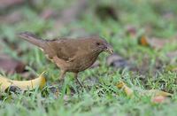 Clay-colored Robin (Turdus grayi) photo