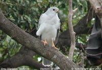 Gray Goshawk - Accipiter novaehollandiae