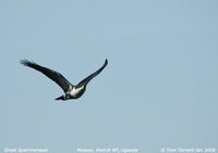 Black Goshawk - Accipiter melanoleucus