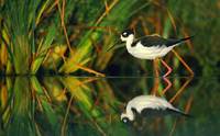 Black-necked Stilt (Himantopus mexicanus) photo